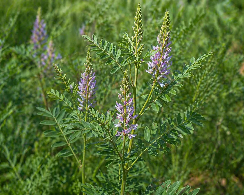 Glycyrrhiza Uralensis Oil
