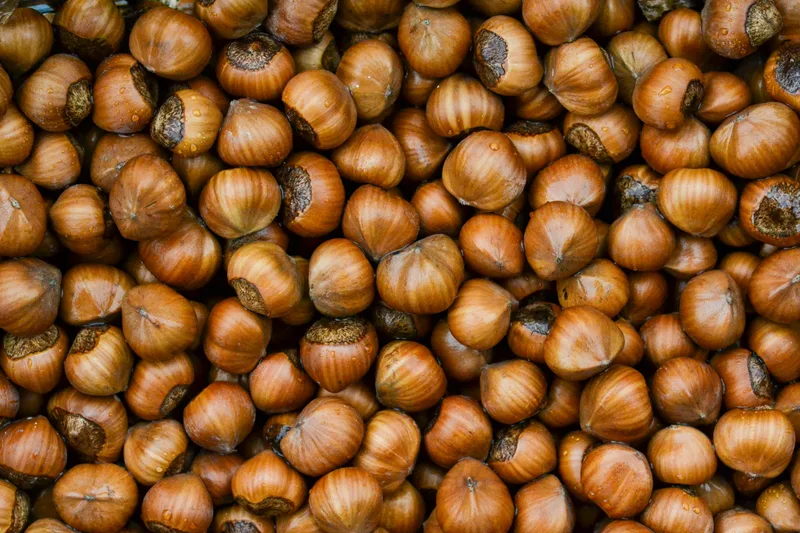 Macadamia Seed Oil