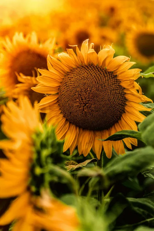 Sunflower Seed Oil